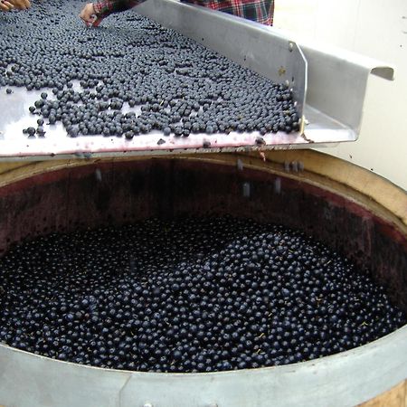 Villemoustaussou O'Vineyards B&B Carcassonne מראה חיצוני תמונה
