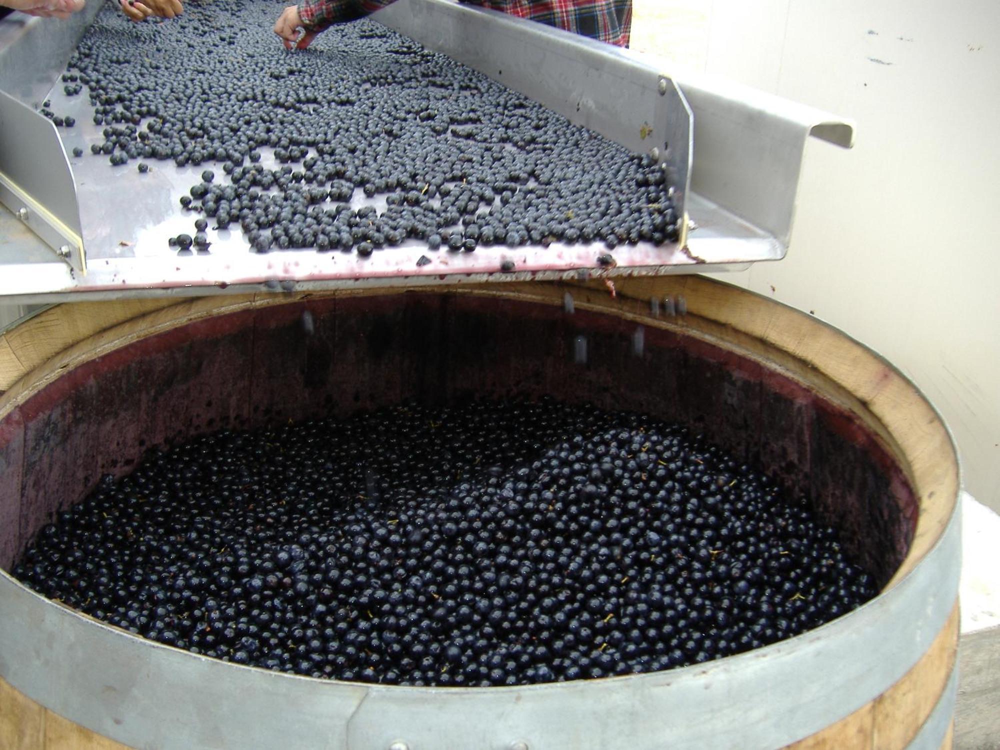 Villemoustaussou O'Vineyards B&B Carcassonne מראה חיצוני תמונה