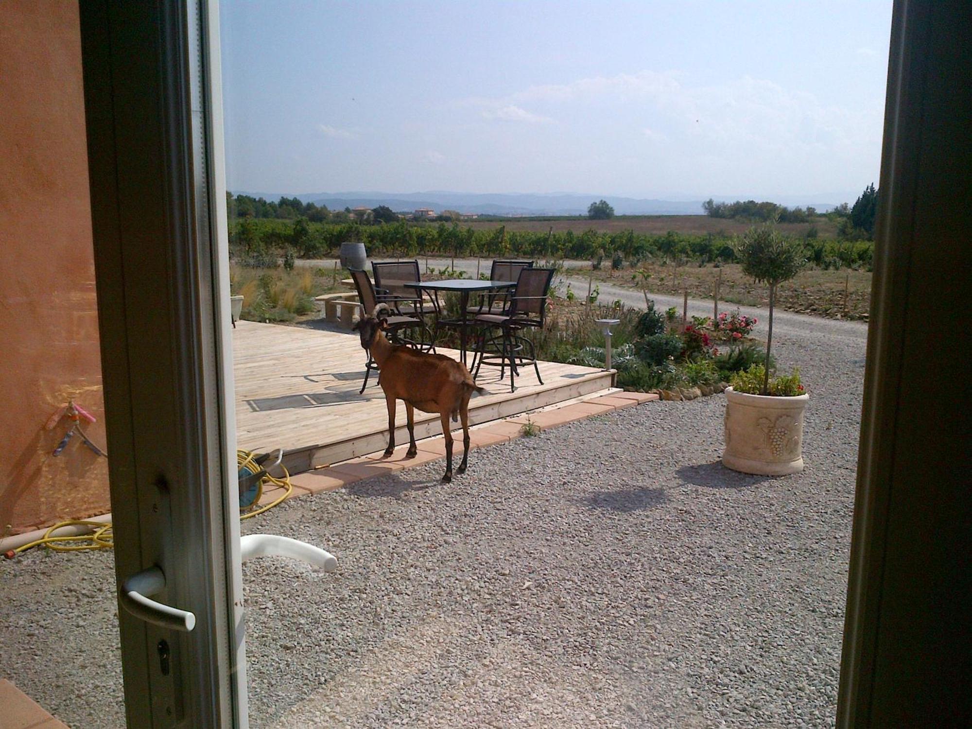 Villemoustaussou O'Vineyards B&B Carcassonne מראה חיצוני תמונה