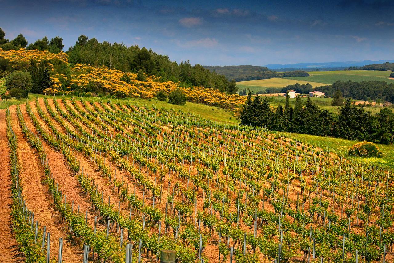 Villemoustaussou O'Vineyards B&B Carcassonne מראה חיצוני תמונה